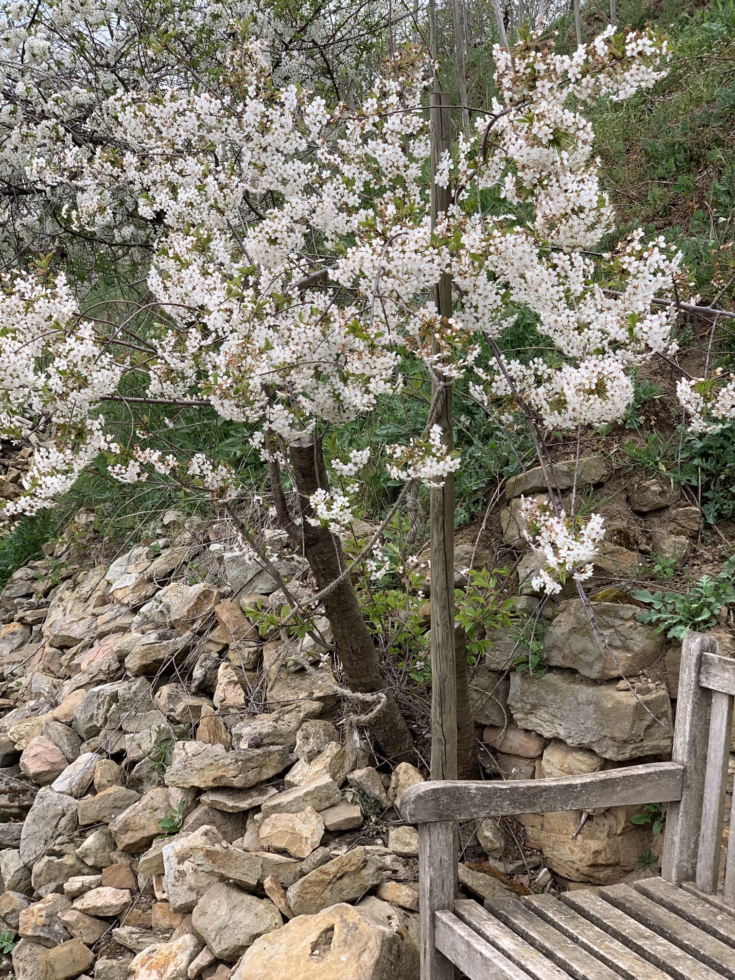 Frühlingsblüten